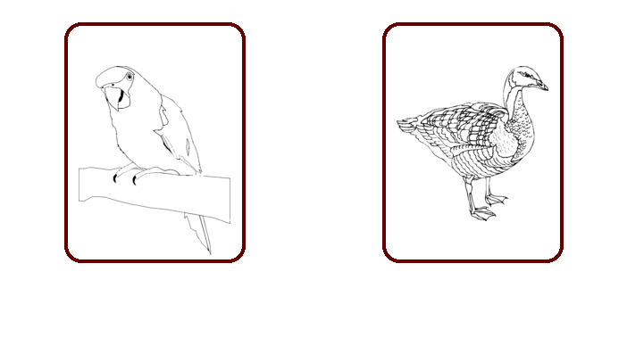 birds coloring pages